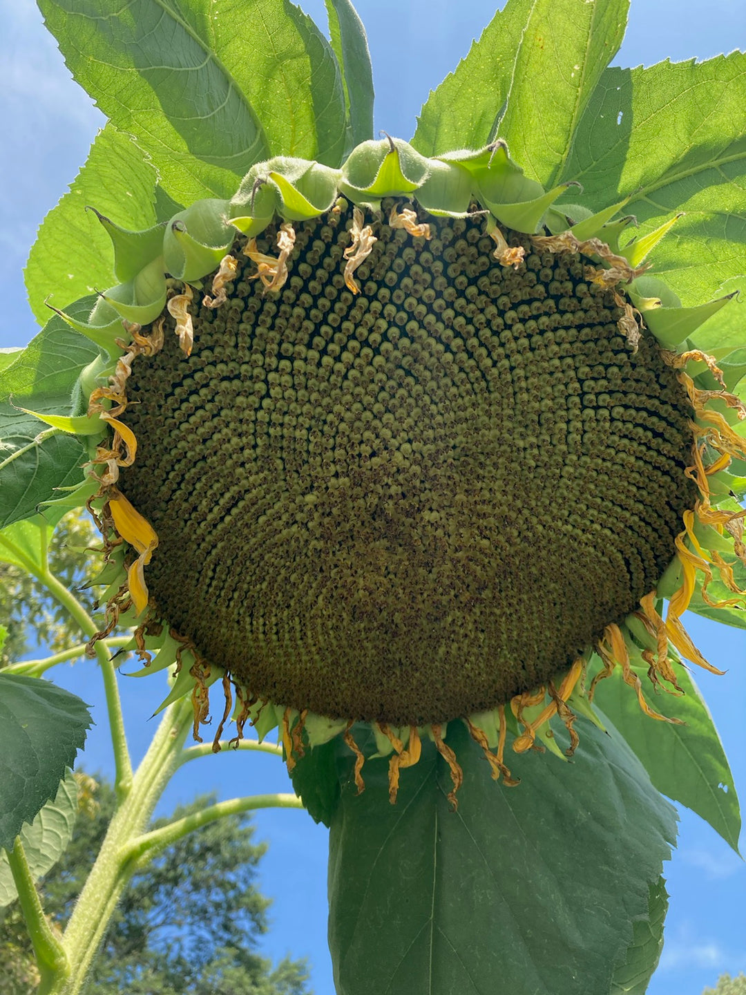 Mixed Sunflower Seeds